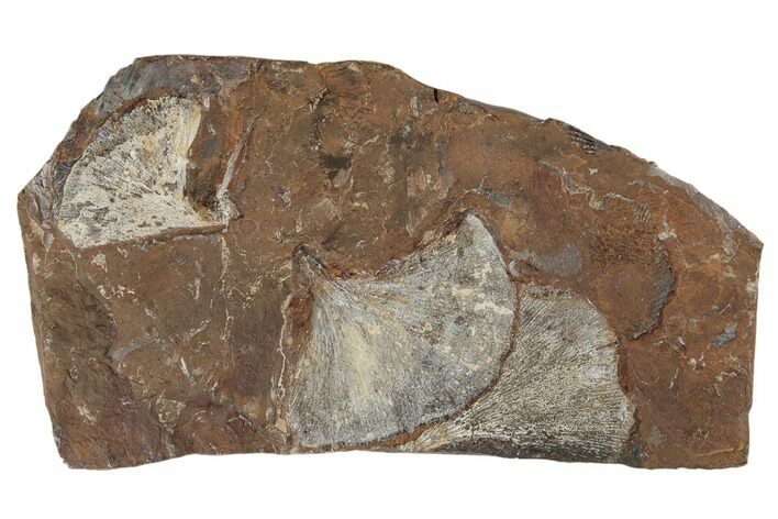 Three Fossil Ginkgo Leaves From North Dakota - Paleocene #189054